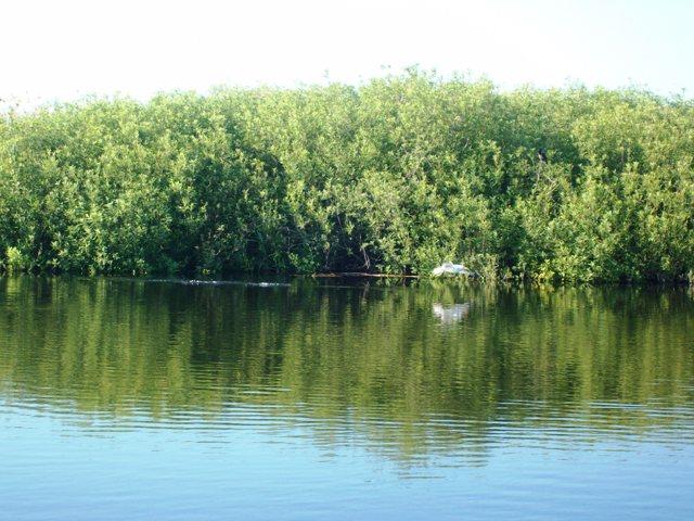 Doar ...  NATURA - sany0774.JPG